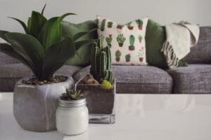 Modern living room featuring potted plants, cactus decor, and a cozy sofa. Decoration, Decoração. 