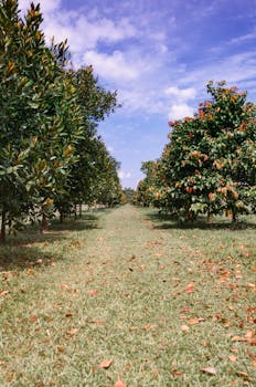 Scenic orchard pathway in Singapore with vibrant trees and a clear blue sky. Jardim Vertical.