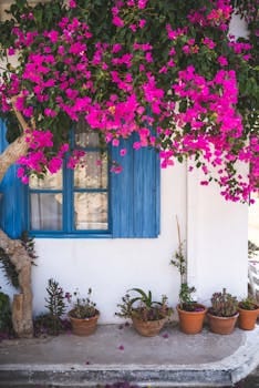 Beautiful blooming bougainvillea over a window in a Mediterranean garden setting. Jardim Vertical.