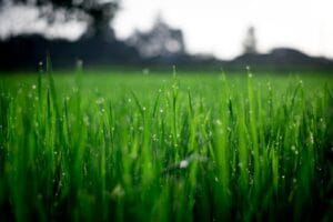 Jardim vertical: Uma solução incrível para espaços pequenos