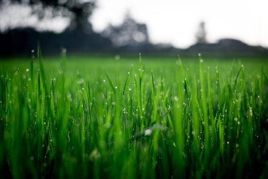 Close-up of lush green grass covered with morning dew in a rural field. Jardim vertical.