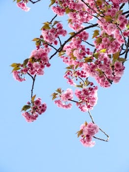 Beautiful cherry blossoms in full bloom on a clear spring day with a vibrant blue sky background. jardim vertical.