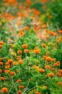 Jardim vertical como montar um em espaços pequenos