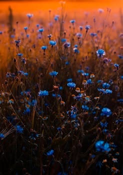 Vivid blue flowers stand out in a warm, sunset-lit field, evoking a serene natural scene. jardim.