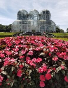 botanical garden, curitiba, paraná, flowers, greenhouse, tourism, botanist, garden, nature, flowery, pink flower, green, brazil, jardim botanico, plant, curitiba, curitiba, curitiba, curitiba, curitiba, Jardim, 