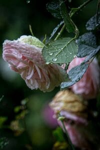 pink, roses, rain, flower background, flowers, beautiful flowers, spring, nature, garden, flower wallpaper, rain, Garden, jardim.