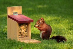 A squirrel feasts on peanuts from a backyard feeder on a sunny day. peanut food, comida, food.