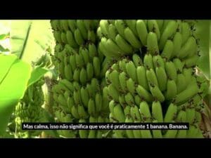 Seu DNA  99 igual ao de uma banana  e isso  verda